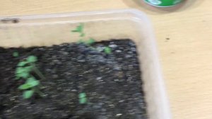 Правила пикировки лаванды