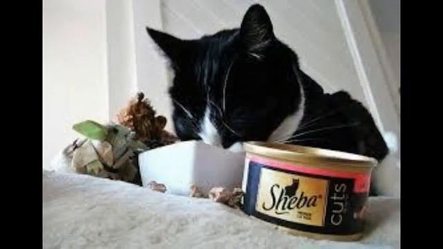 корма для кошек премиум и суперпремиум класса смотреть онлайн