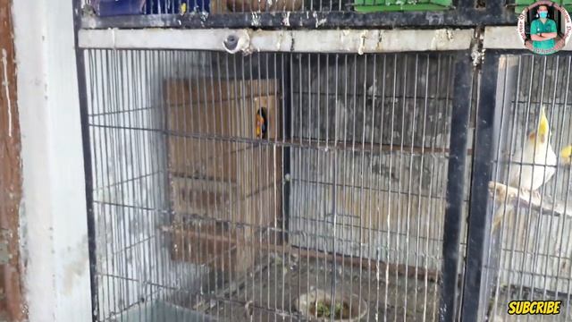 ROsella Breeding Setup / Rosella breed 2022 смотреть онлайн