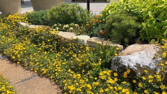 Mojave Yellow Portulaca смотреть онлайн