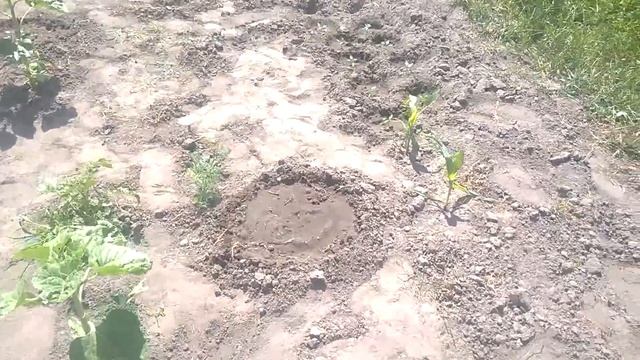 Что Растёт на Целине Спустя 2 Месяца. Волшебство Куриного Помёта на Песчаной Почве смотреть онлайн