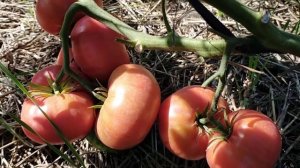 Варшава! Полный обзор томата