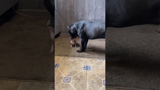 🤣🤣🤣#tttt #cane #canecorso #канекорсо #canecorsoitaliano #канекорсоитальяно #кане смотреть онлайн
