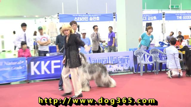 2016.08.14 KKF DOG SHOW-Afghan hound смотреть онлайн