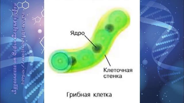 Биология 7 кл Пасечник $5 Грибы - царство живой природы смотреть онлайн
