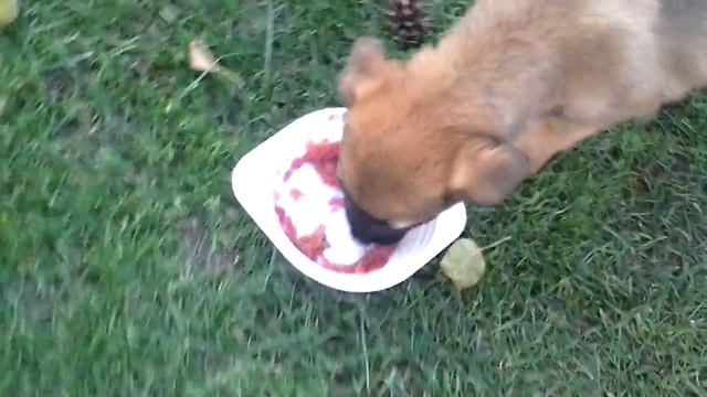 Щенок ест суп