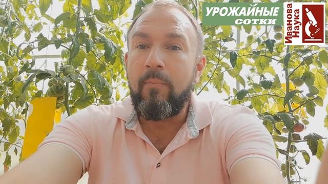 ПОЛИВ томата в середине и конце плодоношения: как не подхватить болезни и улучшить вкус томатов. смотреть онлайн
