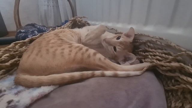 Готовим стейки лосося с овощами на гриле (есть субтитры) смотреть онлайн