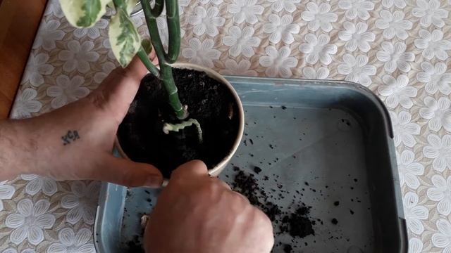 педилантус неудачное укоренение смотреть онлайн