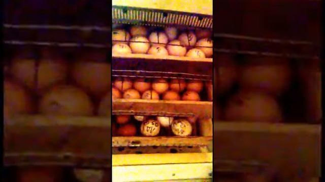 Бройлеры Кросс КОББ 500 вывод в самодельном икубаторе смотреть онлайн