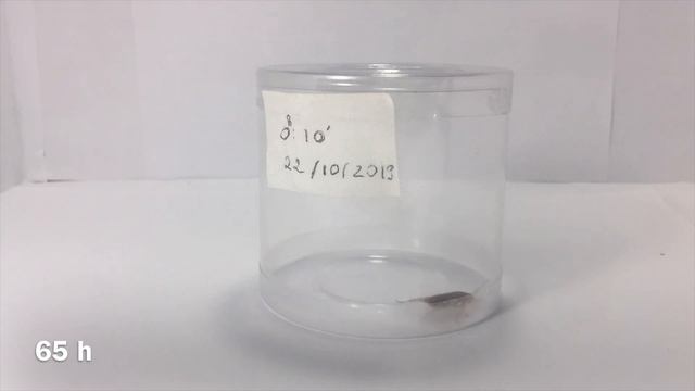 cockroach survival | cockroach can live for many days without eating or drinking смотреть онлайн