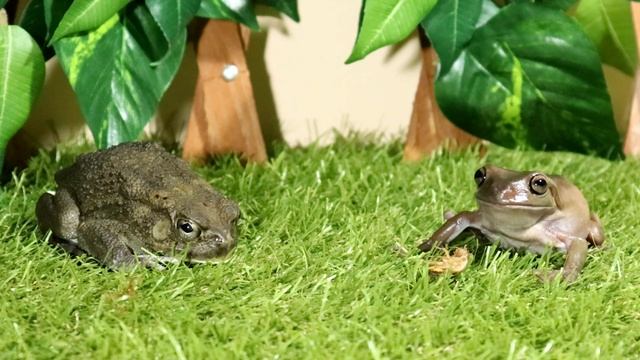 ANGRY TOAD invites FRIEND OVER! FROG and TOAD FUNNY MOMENTS! UNEXPECTED END! смотреть онлайн