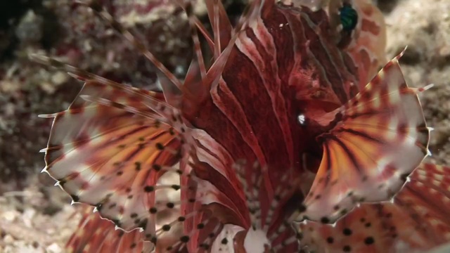 Dakuwaqa's Garden - Underwater footage from Fiji & Tonga смотреть онлайн