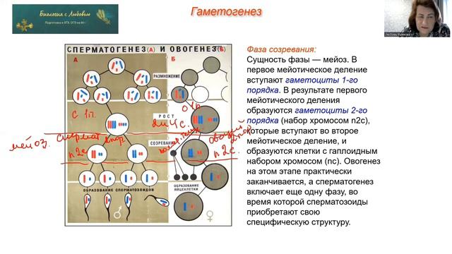 2 Размножение Гаметогенез смотреть онлайн