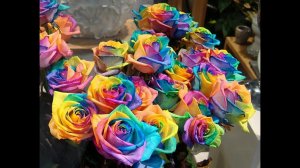 Как покрасить живые цветы