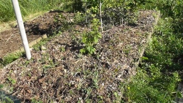 Мульчирование грядок. Как выглядит земля после 3 лет мульчирования. Мульча и плодовые кустарники смотреть онлайн