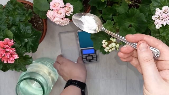 1 удобрение и Герань начнет активно цвести даже с черенка, когда правильно начинать подкармливать смотреть онлайн