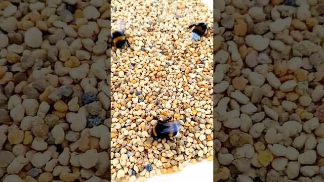 Кормление шмелей смотреть онлайн