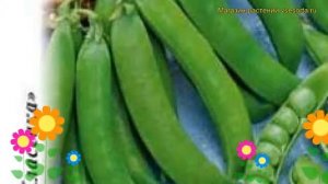 Горох Альфа (Горох). Краткий обзор, описание характеристик, где купить семена pisum sativum