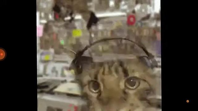 кот флексит в наушниках смотреть онлайн
