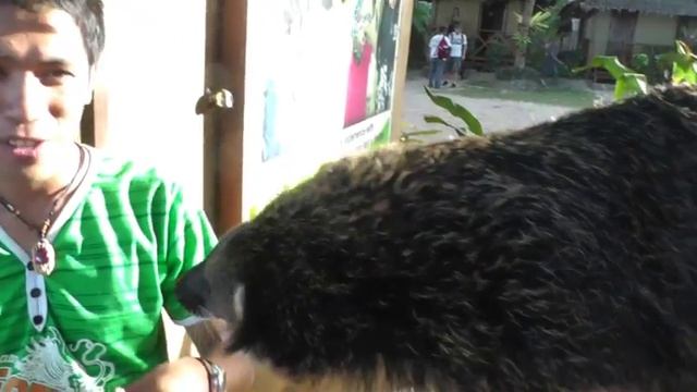 Bearcat in Palawan, Philippines смотреть онлайн