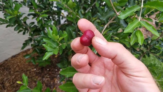 Barbados Cherry Taste Test смотреть онлайн