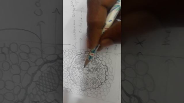 T.s of dicot root part -2 смотреть онлайн