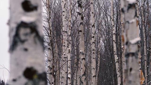 Первые холода смотреть онлайн