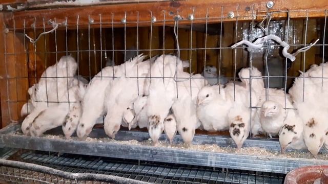 Перепела//Техасский перепел//Начали нестись смотреть онлайн