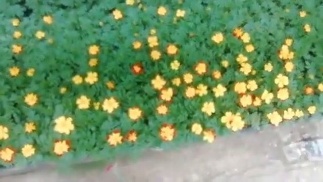 Поездка в садовый центр "Сошки" смотреть онлайн