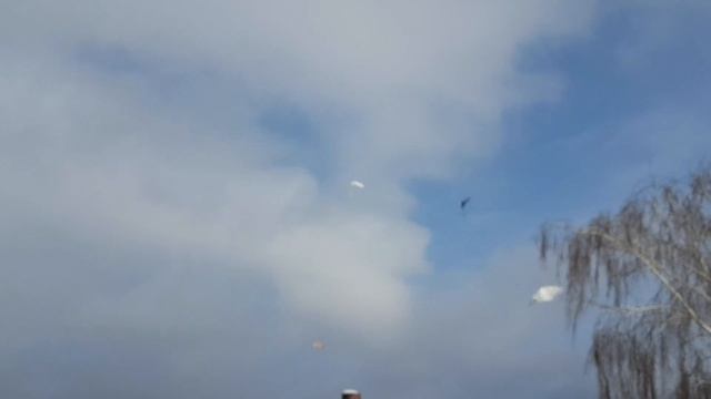 Когда паровать голубей и сажать на яйца ? смотреть онлайн