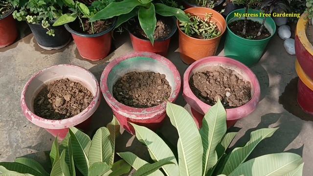 ऐसे लगाए परमानैंट फूलों के पौधों की कटिंग100% रिजल्ट देख कर हैरान||permanent Flowers Grow By Cuttin