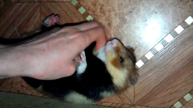 Дикий Хомяк смотреть онлайн