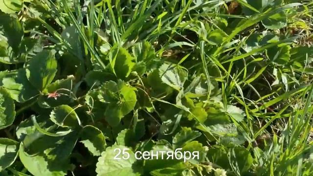 Умный Огород - 4 ч. Урожай 25 сентября. Природное земледелие. Урожайный огород смотреть онлайн