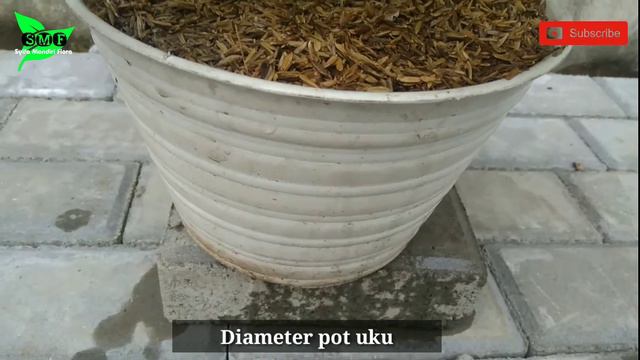 Harga Tanaman Anthurium Sirih