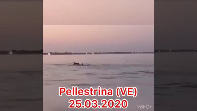 Венеция Пеллестрина 25 марта 2020 Дельфины смотреть онлайн
