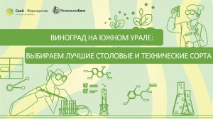 Виноград на Южном Урале: выбираем лучшие столовые и технические сорта