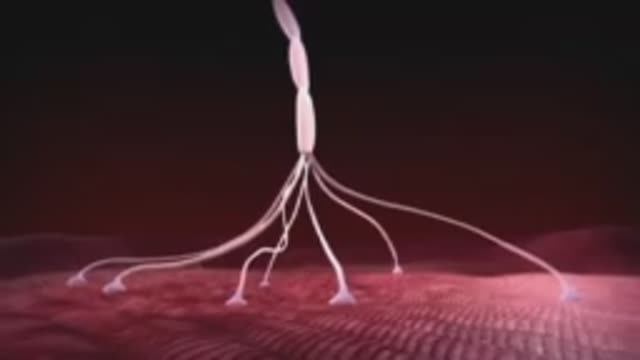 Ботулотоксин механизм действия.mp4