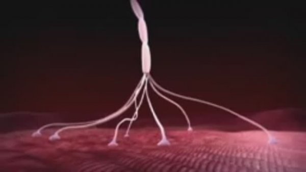 Ботулотоксин механизм действия.mp4