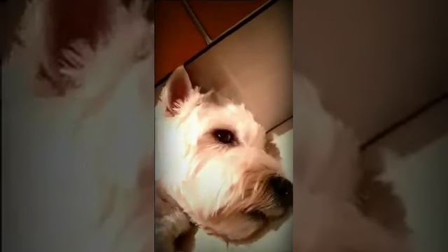 Собака 🐕 смотреть онлайн