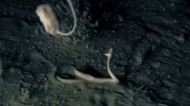 Кунг-фу тушканчик смотреть онлайн