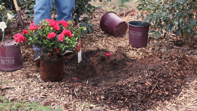 How to Plant Encore® Azaleas смотреть онлайн