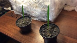 Как правильно выращивать ФИНИК из косточки. Финиковая пальма в домашних условиях.