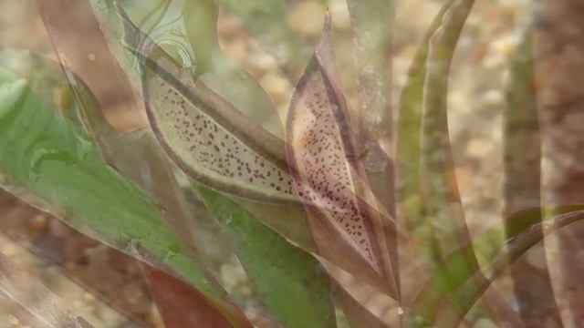 Cryptocoryne Crispatula Var. Albida (Parker) - DonathsCryptoGarden Nr.93