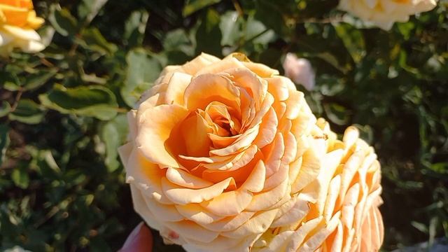 Как выглядят розы после моего отсутствия смотреть онлайн