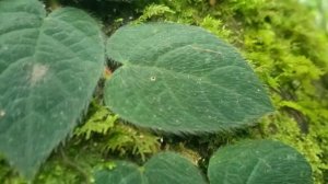 Ficus villosa | Beringin Yang Merambat