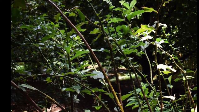 Kerala and Ayurvedic plants of Kerala смотреть онлайн