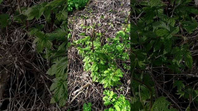 Хмель на участке в деревне смотреть онлайн