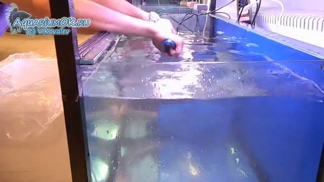 Как правильно выловить крупного сома из аквариума? смотреть онлайн