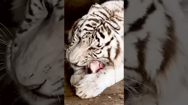 У белого тигра обед! White tiger has lunch!#shorts смотреть онлайн